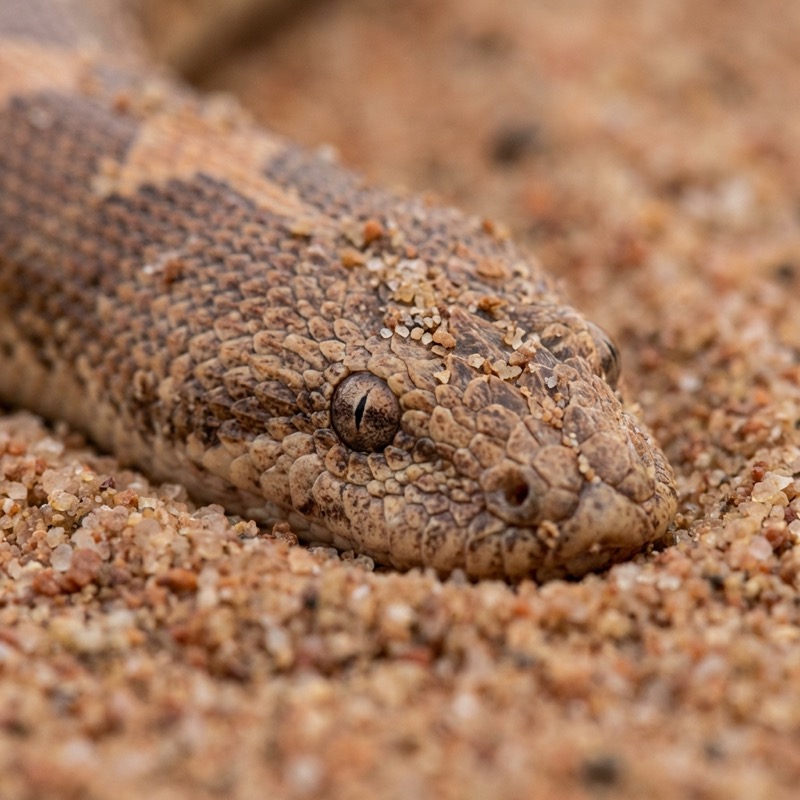 Indian Sand Boa rescue in Pakistan